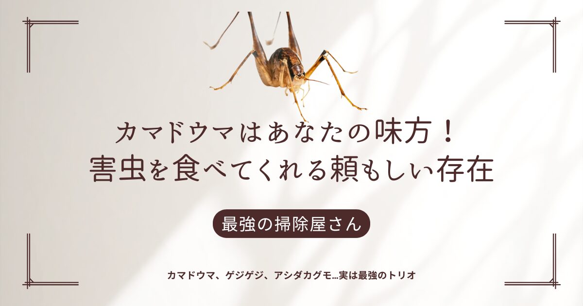 カマドウマは最強のお掃除屋さん